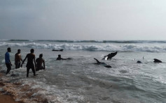斯里蘭卡大規模鯨魚擱淺 逾百條已獲救