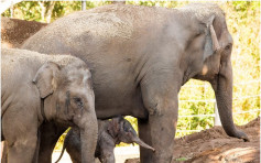 【有片】雪梨動物園迎來130公斤重亞洲小象　媽媽懷孕期長2年