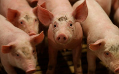 日本佐賀52年來再爆豬瘟 1萬隻豬本周內遭撲殺
