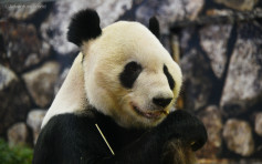 旅日大熊貓「永明」收情人節美食 下周三將與兩名雙胞胎女兒回國