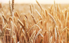 俄乌局势｜哈萨克拒撑俄罗斯 小麦被断供过半面粉加工厂停工
