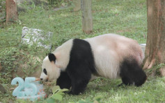 旅美大熊猫「美香」25岁生日 动物园炮制冰冻果汁蛋糕