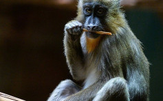 對中國猴子加徵關稅  美國多項醫學研究遇阻礙