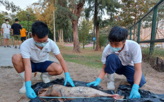 幼年中華白海豚擱淺屯門蝴蝶灣 屍體嚴重腐爛