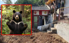 四川婦遭黑熊夜襲重傷  丈夫斧頭劈死猛獸救妻