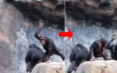 小猩猩向遊客扔石頭被大猩猩樹枝鞭打 網民：有家教