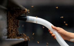 3萬蜜蜂「寄居」紐約時代廣場　養蜂人點幫佢哋搬家？（多圖）