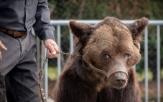 法國通過動物權利法案 寵物店2024年起禁售貓狗