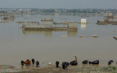 巴基斯坦洪灾淹三分一土地 农民损失惨重悲盼真主打救