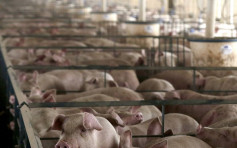 防止非洲豬瘟再傳入 內地禁止南韓豬產品入境