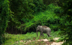 疫情令自然资源复苏 泰国家公园拟每年闭园3个月