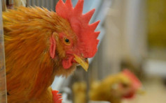 波兰荷兰韩国爆H5N1禽流感 港暂停进口疫区禽类产品