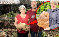 紐西蘭薯仔重7.9公斤勢破紀錄 主人：像變種一樣