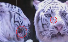 白老虎拒表演遭鞭打跌落水虎牙被拔　杭州野生動物世界否認虐待