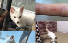 南京女误将白狐当狗养被咬伤 弃养后送至动物园
