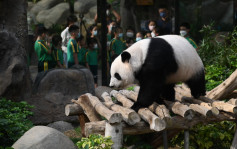 楊潤雄明隨李家超赴四川商討大熊貓到港安排 冀辦活動讓巿民為熊貓改名