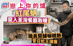 1.5米长「红尾蚺」闯荃湾茶餐厅取暖过夜 召蛇王擒获料有人饲养