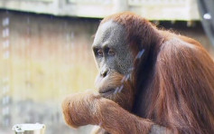 澳洲紅毛猩猩4年兩度「逃亡」 飼養員急封園區速尋回