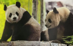 「寶力」、「青寶」將赴美  中國再租兩大熊貓給華盛頓