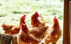 俄罗斯爆发高致病性H5禽流感 港暂停进口禽类产品
