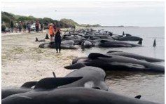 紐西蘭400條鯨魚擱淺　僅100條鯨魚成功獲救