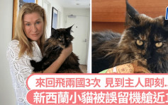 新西兰小猫被误留机舱近24小时  甫见主人即「咁做」......