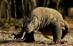 濒临绝种巨蜥走私猖獗  印尼科莫多岛明年起关闭1年