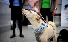 四隻嗅探犬駐守芬蘭機場 助探測新冠病毒