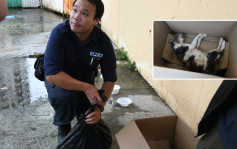 华富邨花猫颈腹有血洞一度怀疑被虐 爱协检验后称遭狗咬死