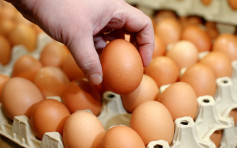 比利時蛋類產品殺蟲劑超標 產品無流出市面