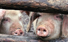 非洲豬瘟爆發至北京 兩養殖場86豬死亡