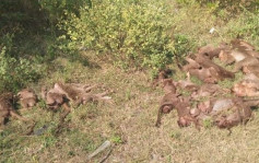 印度24隻猴子伏屍公路旁 疑遭人毒殺後棄屍
