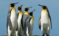 国王企鹅最大栖息地恐失守 数目锐减90% 
