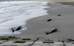 日本奥运滑浪场地海豚集体搁浅 7头已死亡