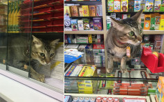 观塘药房猫店长遭「预约拘捕」 团体发起护猫行动