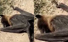 印度逾200只蝙蝠集体暴毙引恐慌 疑遭44度高温致脑死亡