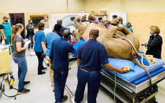 南非首為犀牛做CT 逾噸重龐然大物遭捆綁躺床照曝光