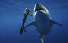 鯊魚及魔鬼魚數量急降 4成面對滅絶威脅