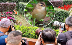 候鸟驾临德福花园 吸引鸟摄迷到场朝圣