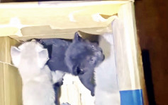 4猫B疑乘新加坡货机「偷渡」来港 渔护署:检疫后安排领养