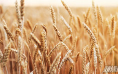 俄乌局势｜哈萨克宣布限制小麦及面粉出口