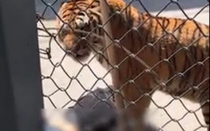 福州動物園一隻老虎失控 當場咬死馴獸師