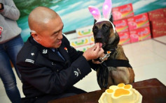 北京办警犬生日派对 「卖萌」食蛋糕网民大赞柔情