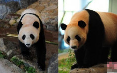 3隻日本出生大熊貓6月送返家鄉成都