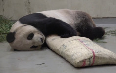 赠台大熊猫「团团」癫痫一天发作4次 躺地翻滚后肢无力