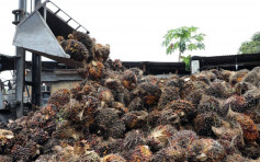 大馬棕櫚油十月庫存增長4.4% 略高於市場預測