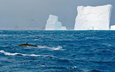 大批長鬚鯨返南極 近半世紀頭一遭
