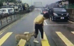 【片段】放養狗馬路中心徘徊  愛心司機落車帶過路