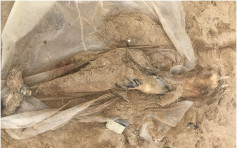 石澳后滩发现搁浅江豚尸体 海洋公园将解剖确定死因