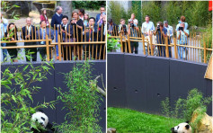 大熊猫「武雯」「星雅」　 荷兰首度公开亮相